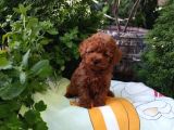 Mükemmel Toy Poodle Yavrular Ruhsatlı Çiftlik Güvencesiyle