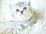 Muhteşem Kalitede Siilver Ns24 British Shorthair
