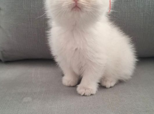 Aslan Prens görsel