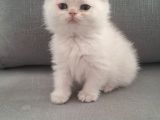 Aslan Prens