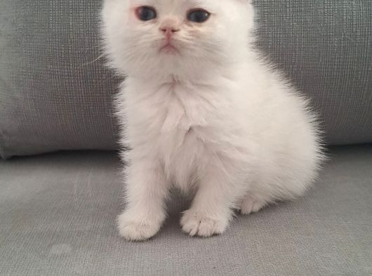 Aslan Prens görsel