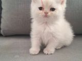Aslan Prens