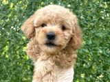 Minik toy poodle yavrusu
