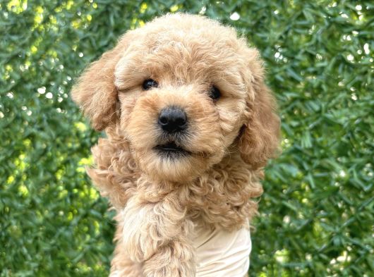 Minik Toy Poodle Yavrusu