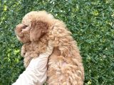 Minik Toy Poodle Yavrusu