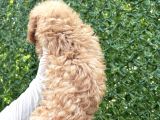 Minik Toy Poodle Yavrusu
