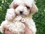Minik maltipoo yavruları