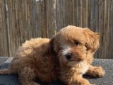 En Ufak Boy Maltipoo Yavrularımız