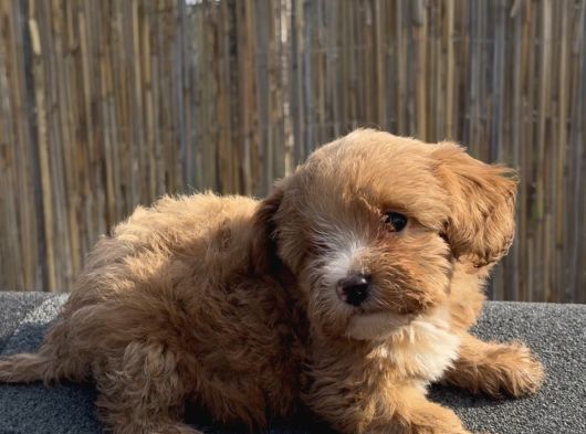 En Ufak Boy Maltipoo Yavrularımız görsel