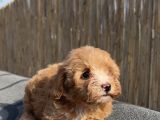En ufak boy maltipoo yavrularımız