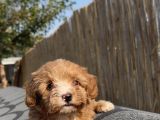 En Ufak Boy Maltipoo Yavrularımız