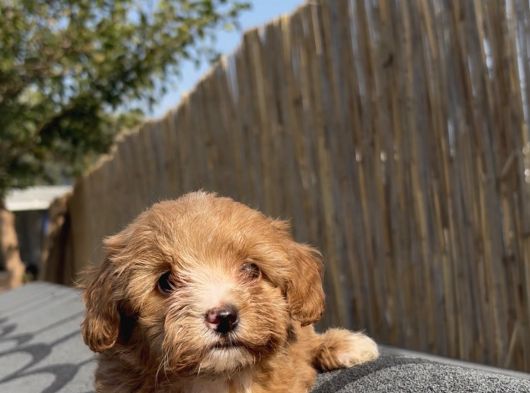 En Ufak Boy Maltipoo Yavrularımız görsel