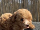 En Ufak Boy Maltipoo Yavrularımız
