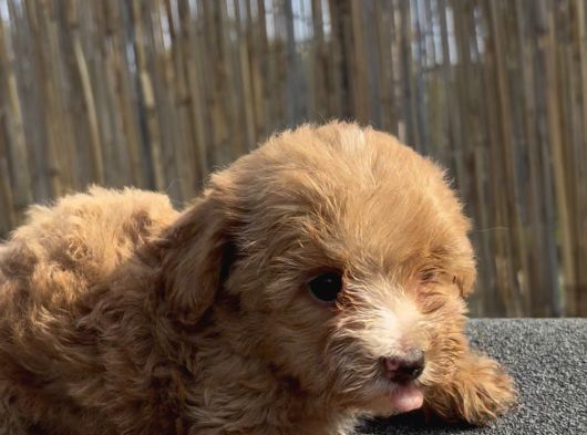 En Ufak Boy Maltipoo Yavrularımız görsel
