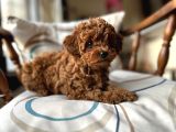 Aileden sevimli toy poodle yavrular