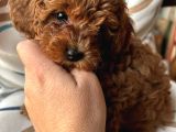 Aileden Sevimli Toy Poodle Yavrular