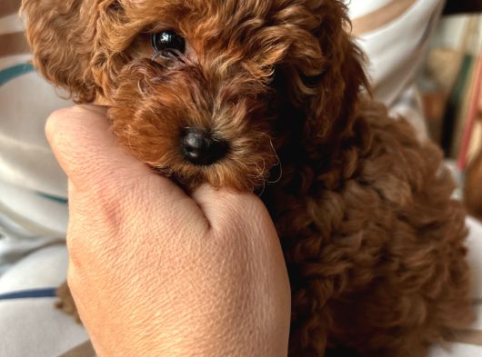 Aileden Sevimli Toy Poodle Yavrular görsel