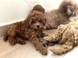 Aileden Sevimli Toy Poodle Yavrular