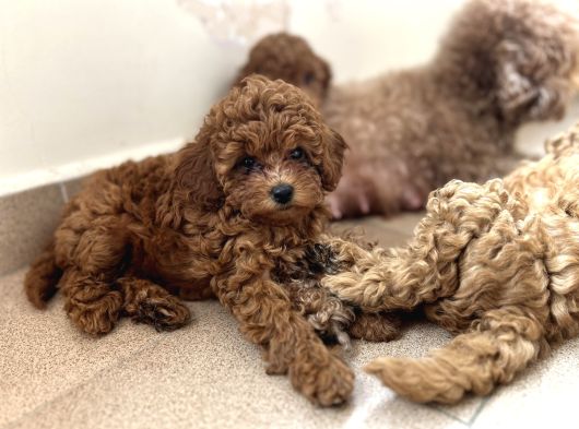 Aileden Sevimli Toy Poodle Yavrular görsel