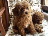 Aileden Sevimli Toy Poodle Yavrular
