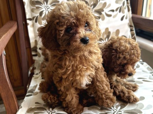 Aileden Sevimli Toy Poodle Yavrular görsel