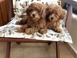 Aileden Sevimli Toy Poodle Yavrular