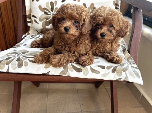 Aileden Sevimli Toy Poodle Yavrular görsel