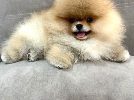 Show Pomeranian Boo Yavrular