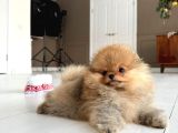 Show Pomeranian Boo Yavrular