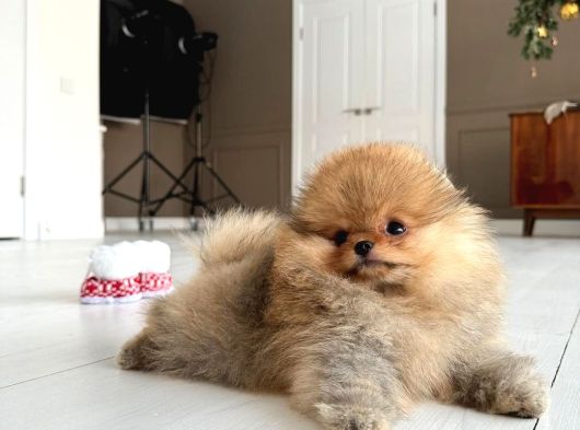 Show Pomeranian Boo Yavrular görsel