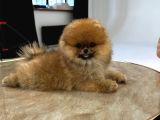 Show Pomeranian Boo Yavrular