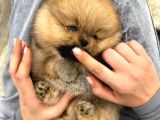 Show Pomeranian Boo Yavrular