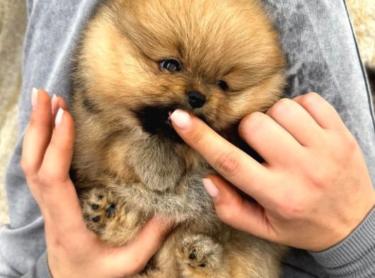 Show Pomeranian Boo Yavrular görsel