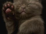 Scotish Fold Ve British Shorthair Yavrularımız