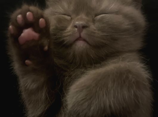 Scotish Fold Ve British Shorthair Yavrularımız görsel