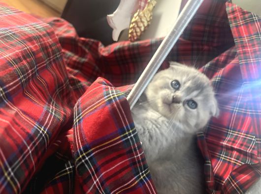 Scotish Fold Ve British Shorthair Yavrularımız görsel