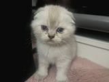Scotish Fold ve British Shorthair Yavrularımız