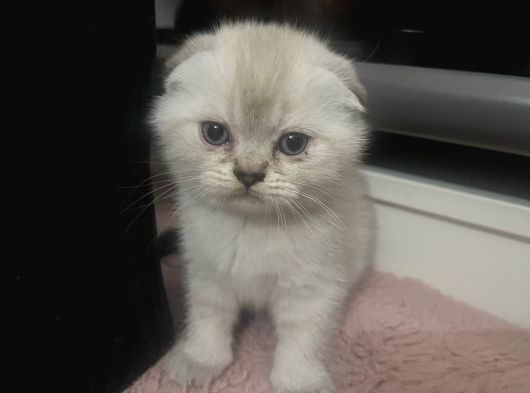 Scotish Fold Ve British Shorthair Yavrularımız