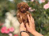 Microteacup Kg Garanti̇li̇ Korea Poodle Bebekler