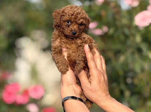 Microteacup Kg Garanti̇li̇ Korea Poodle Bebekler görsel