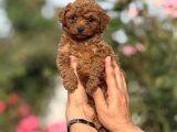 Microteacup Kg Garanti̇li̇ Korea Poodle Bebekler