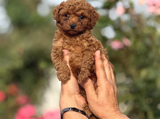 Microteacup Kg Garanti̇li̇ Korea Poodle Bebekler görsel