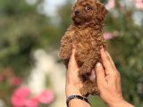 MICROTEACUP KG GARANTİLİ KOREA POODLE BEBEKLER