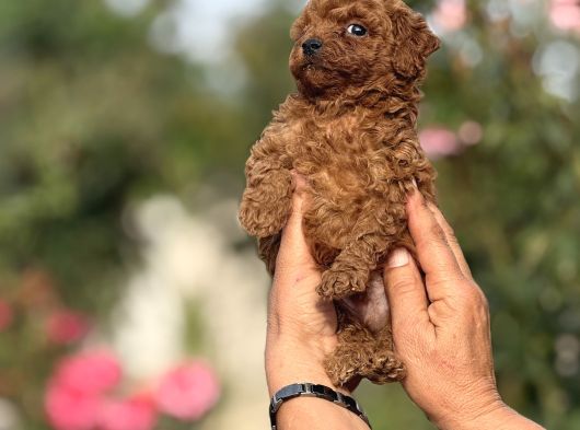 Microteacup Kg Garanti̇li̇ Korea Poodle Bebekler