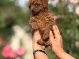 Microteacup Kg Garanti̇li̇ Korea Poodle Bebekler