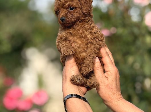 Microteacup Kg Garanti̇li̇ Korea Poodle Bebekler görsel