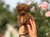 Microteacup Kg Garanti̇li̇ Korea Poodle Bebekler