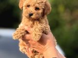 TEACUP BOY APRICOT TOYPOODLE KG GARANTİLİ