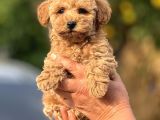 Teacup Boy Apricot Toypoodle Kg Garanti̇li̇