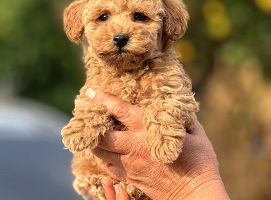 Teacup Boy Apricot Toypoodle Kg Garanti̇li̇ görsel